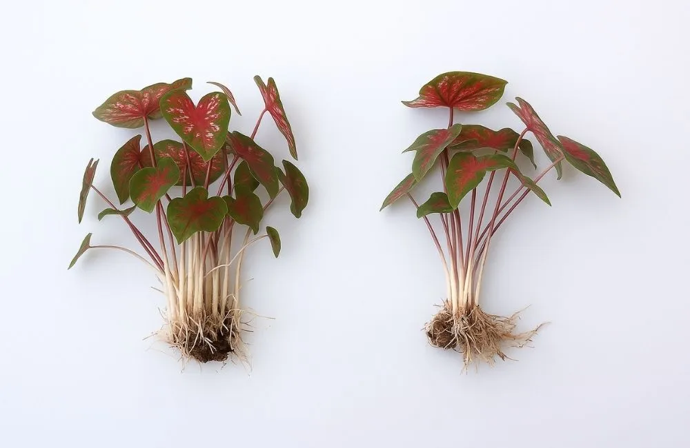 Nhân giống Caldium