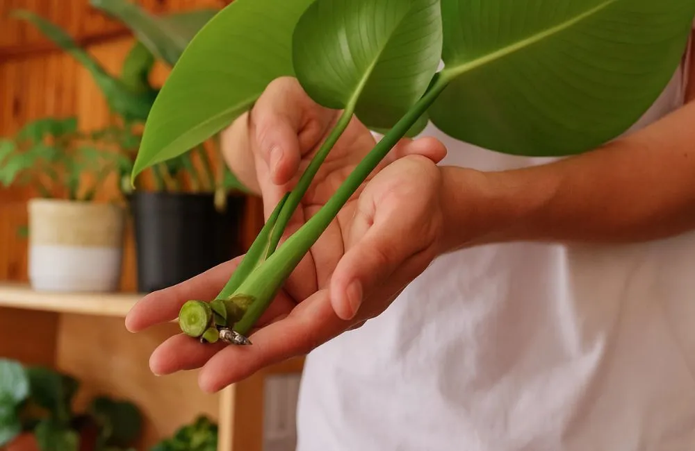 Nhân giống cho kiểng lá bằng giâm cành.