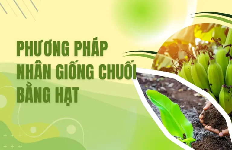 Từ hạt đến vườn xanh: Hành trình nhân giống chuối bằng hạt tự nhiên