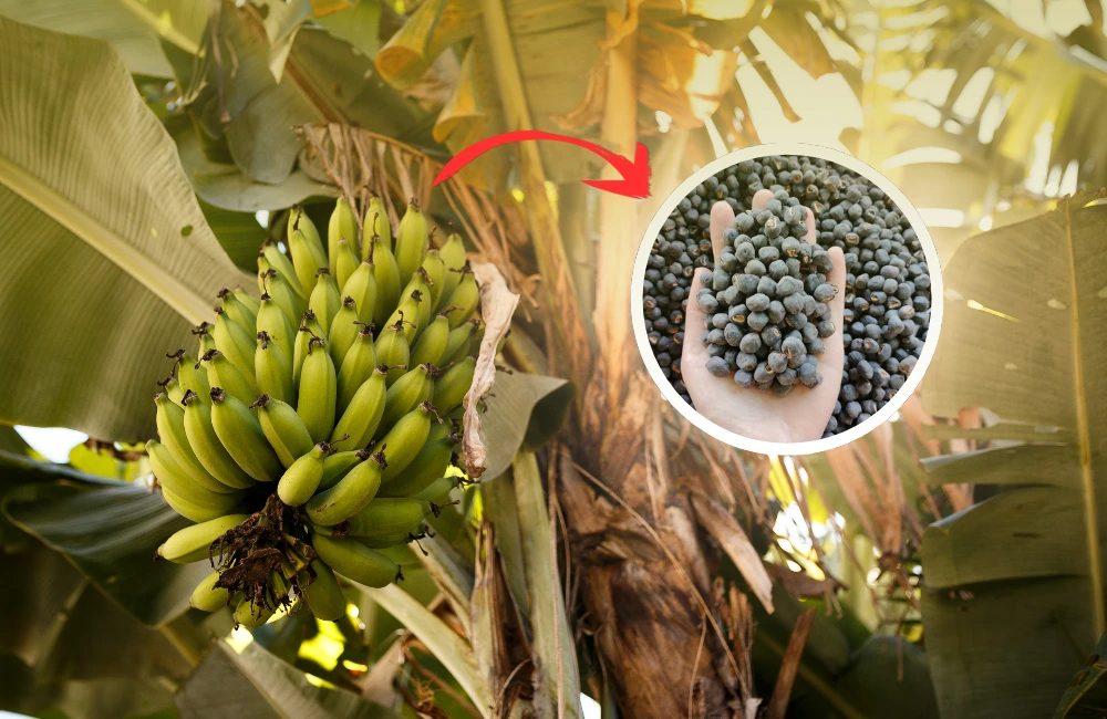 Kỹ thuật nhân giống chuối bằng hạt giúp duy trì nguồn gen quý, phục vụ nghiên cứu và chọn giống mới