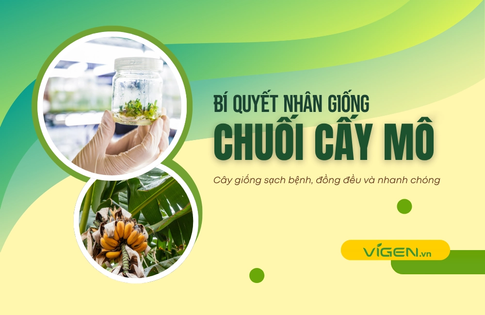 Nhân giống chuối cấy mô – Giải pháp hiện đại giúp tạo nguồn giống sạch bệnh, đồng đều và năng suất cao
