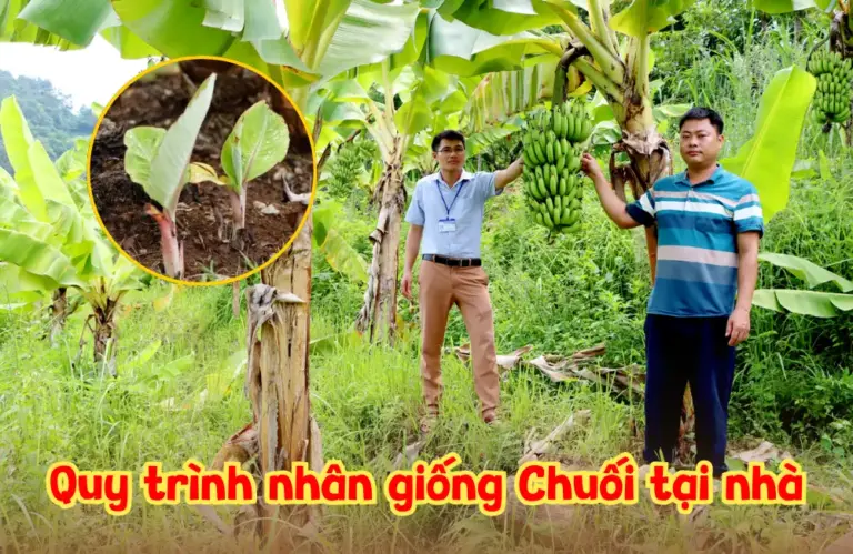 Nhân giống chuối tại nhà – Giải pháp tiết kiệm, chủ động và hiệu quả cho mọi nhà