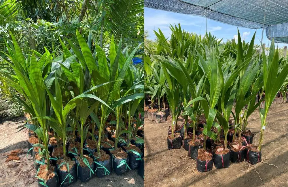 Thực hiện phương pháp nhân giống dừa bằng chồi