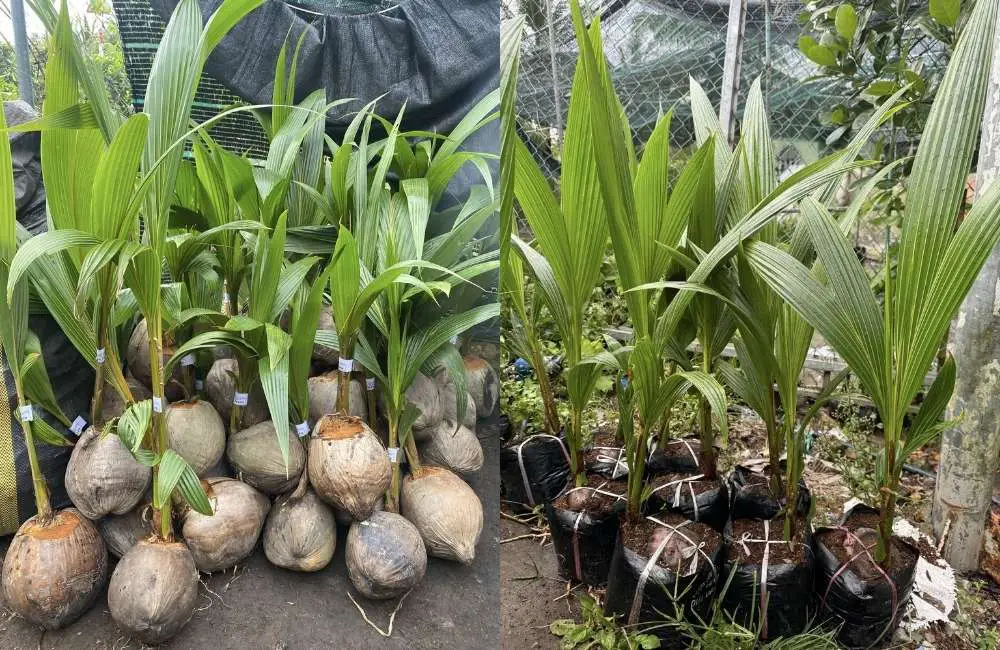 Thực hiện chăm sóc dừa sau ươm