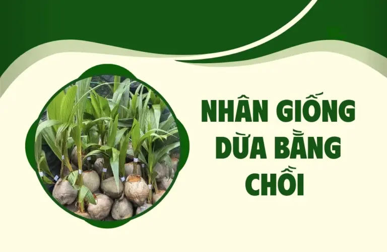 Hướng dẫn chi tiết kỹ thuật nhân giống dừa bằng chồi chuẩn