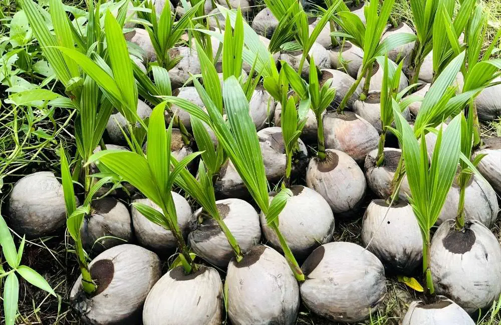 chọn hạt giống dừa