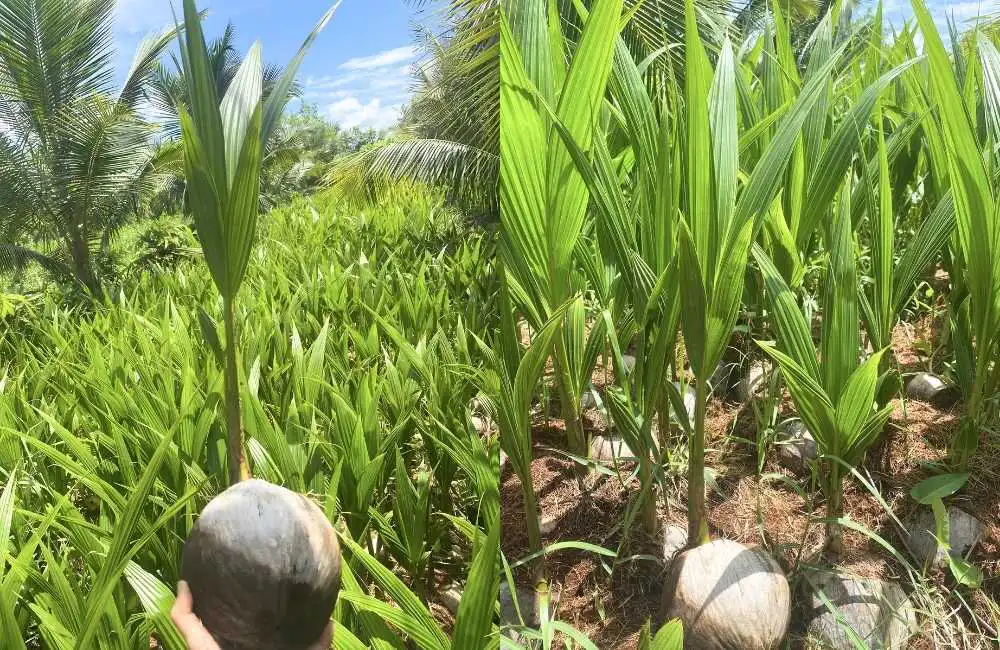 Phát triển cây dừa con