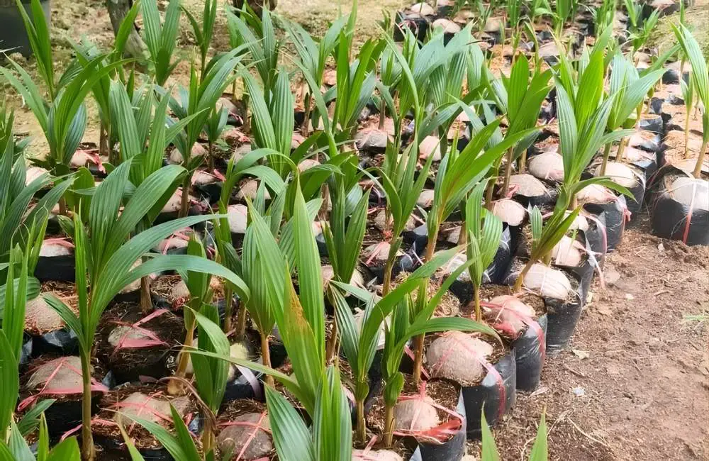 So sánh nhân giống dừa bằng hạt với các phương pháp khác