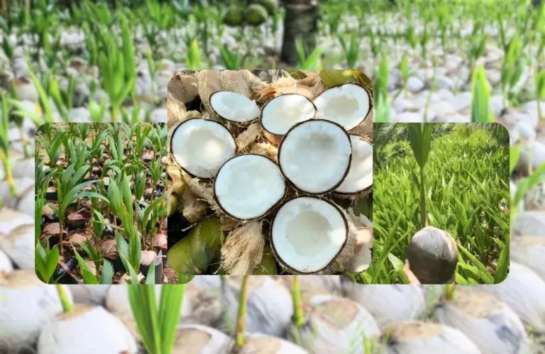 Toàn bộ quy trình nhân giống dừa bằng hạt chuẩn kỹ thuật
