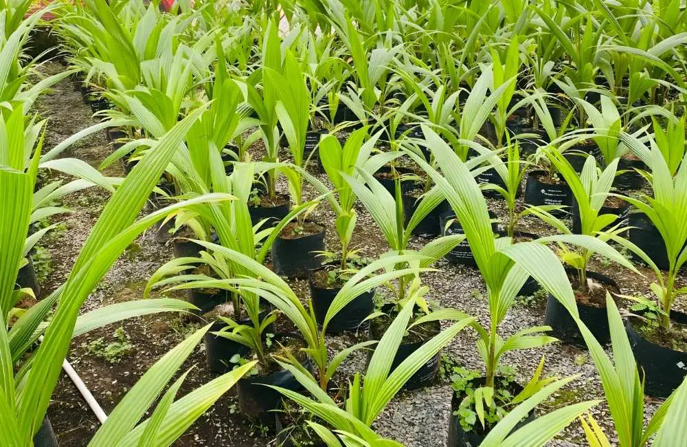 Giai đoạn hình thành cây con dừa sáp 