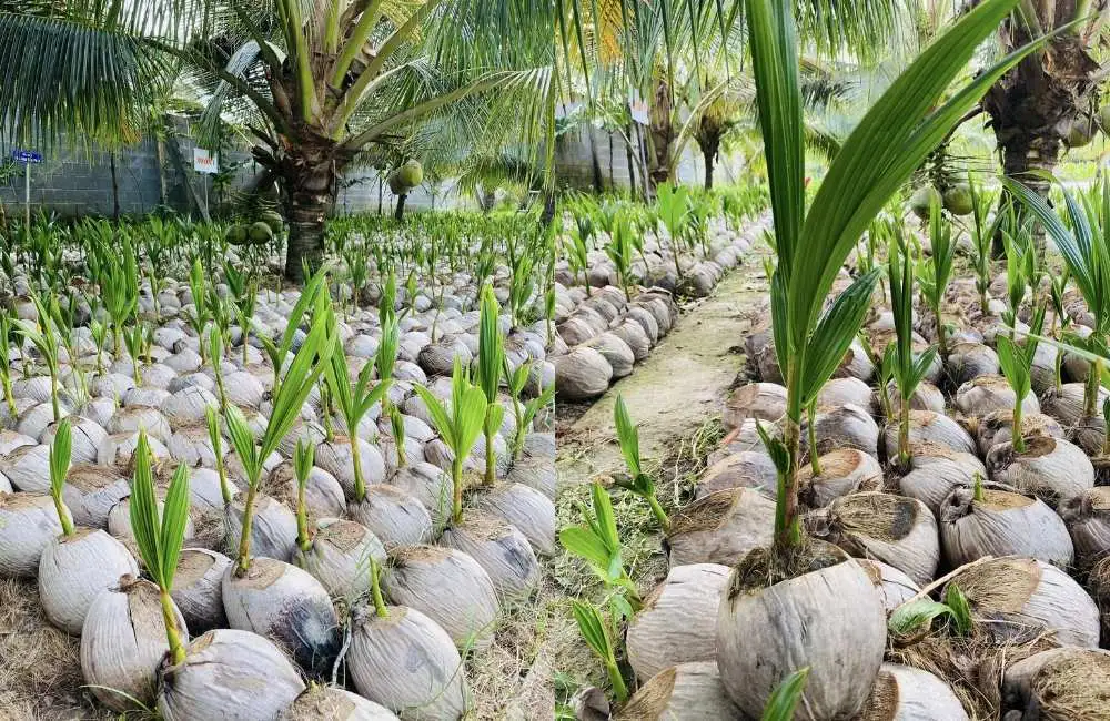 Lợi ích của nhân giống dừa cấy mô phòng thí nghiệm