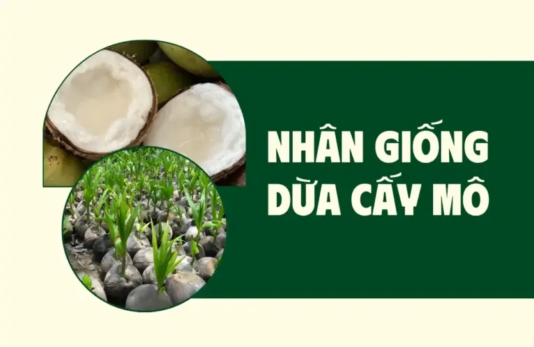 Vì sao nên chọn nhân giống dừa cấy mô phòng thí nghiệm?
