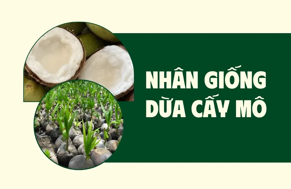 nhân giống dừa cấy mô phòng thí nghiệm