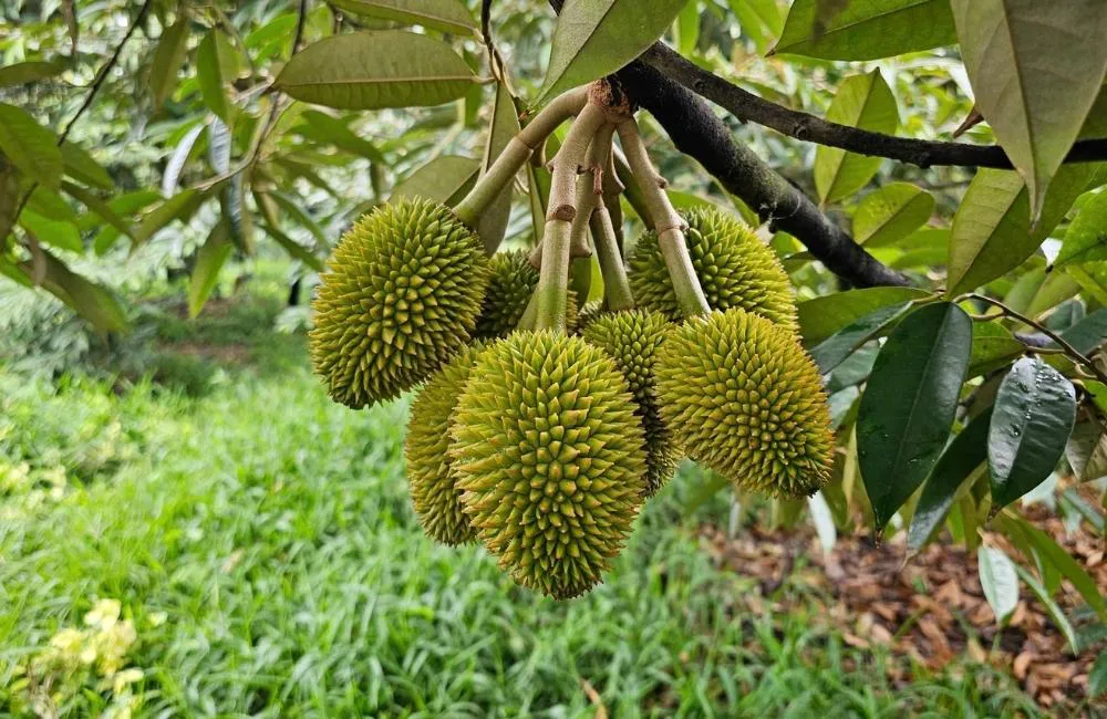 kỹ thuật nhân giống sầu riêng cấy mô