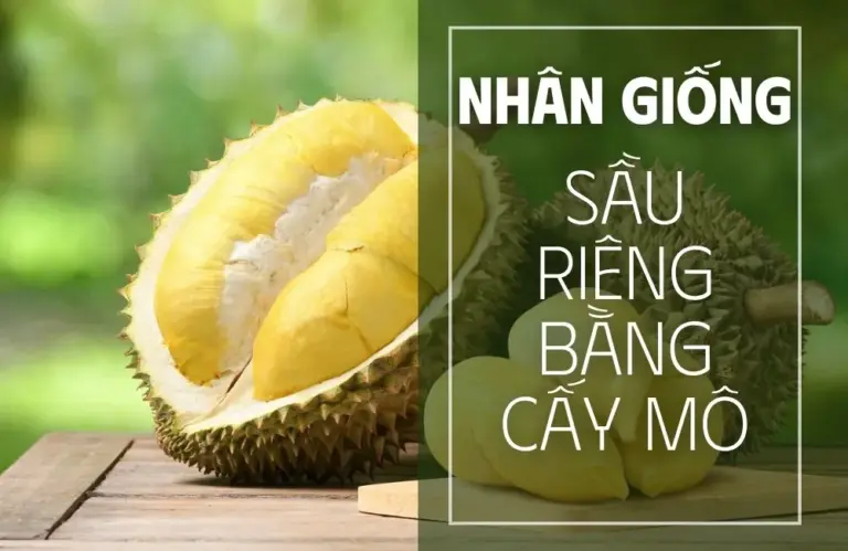 Vì sao nhân giống sầu riêng bằng cấy mô là xu hướng mới?