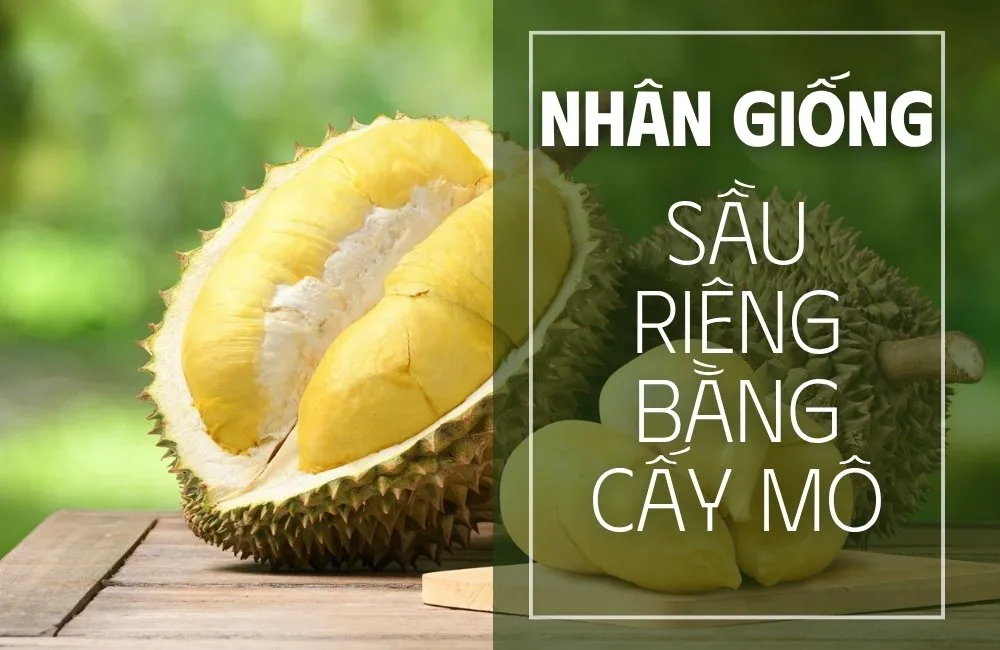 nhân giống sầu riêng bằng cấy mô