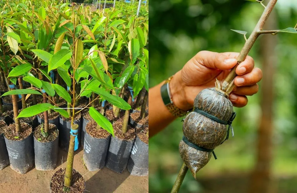 chiết cành sầu riêng 