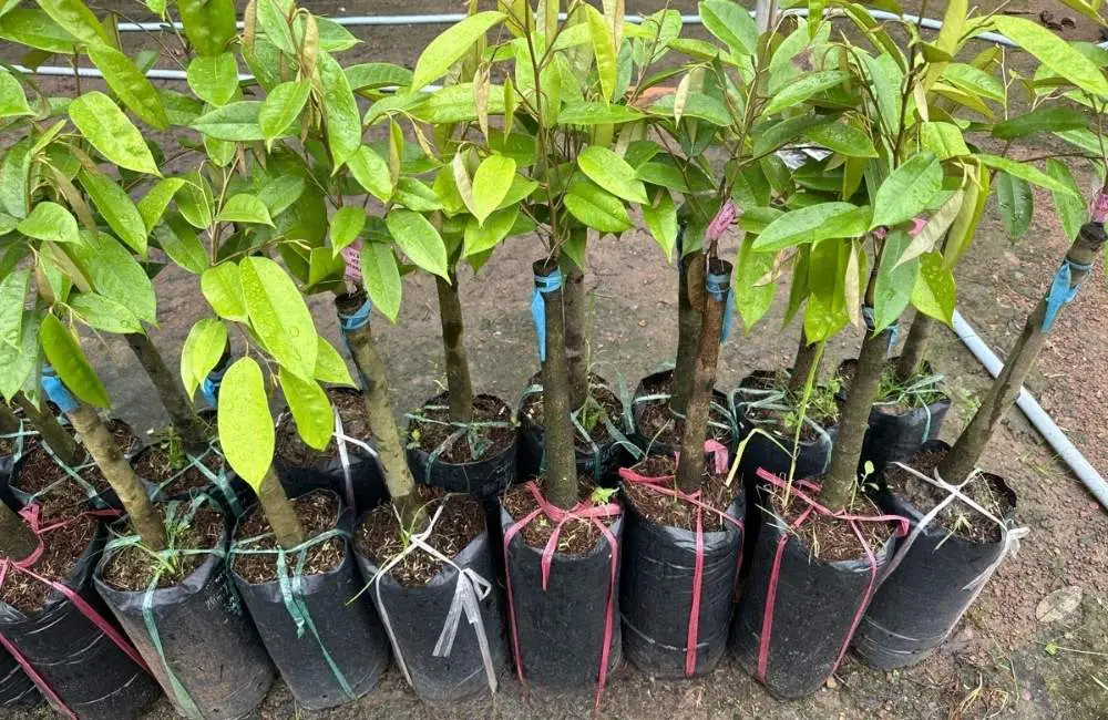 hạn chế của chiết cành sầu riêng