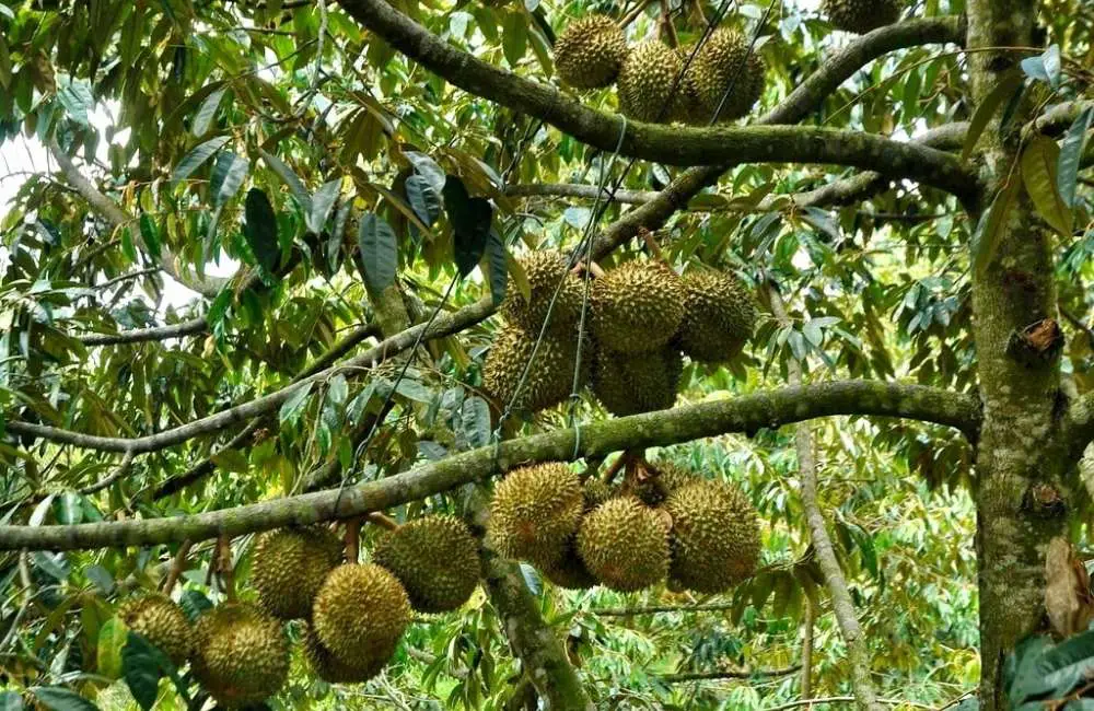 thời điểm chiết cành sầu riêng