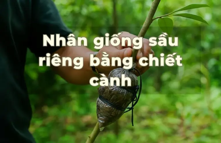 Làm sao để nhân giống sầu riêng bằng chiết cành đúng cách?