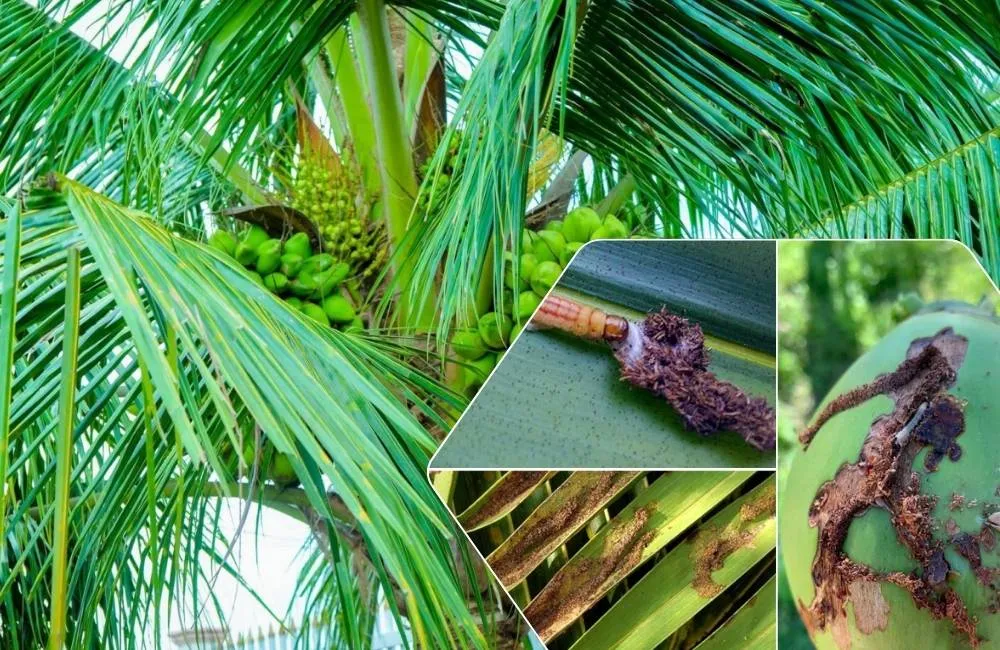Sâu và côn trùng gây bệnh trên cây dừa