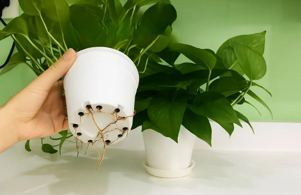 Một số lỗi thường gặp khi chọn giá thể trồng cây