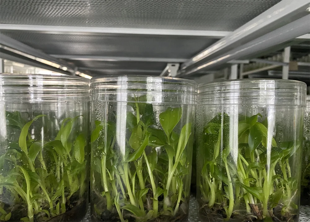 Lọ mô chuối trong phòng nuôi cấy vô trùng, ánh sáng và nhiệt độ được kiểm soát giúp chồi non chuối cấy mô phát triển đồng đều