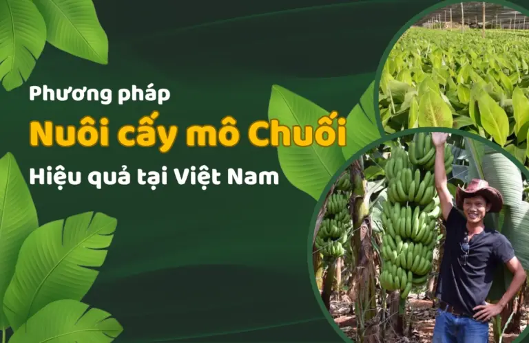 Cách nuôi cây chuối cấy mô hiệu quả tại Việt Nam