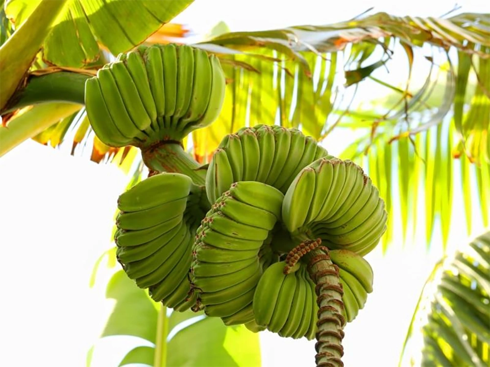 Nải chuối Bàn Tay Phật với hình dáng đặc trưng như hai bàn tay chắp lại, tượng trưng cho ý nghĩa tâm linh trong văn hóa Á Đông