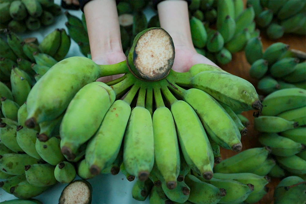 Chuối mốc cho buồng lớn, trung bình 8–10 nải, trọng lượng 30–45 kg, trồng từ giống chuối cấy mô sạch bệnh