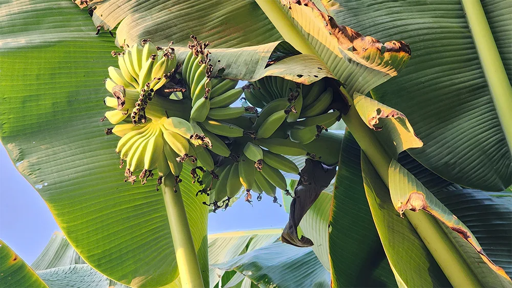 Chuối sáp nuôi cấy mô phát triển xanh tốt, cây đồng đều và thích nghi tốt với nhiều vùng khí hậu khác nhau