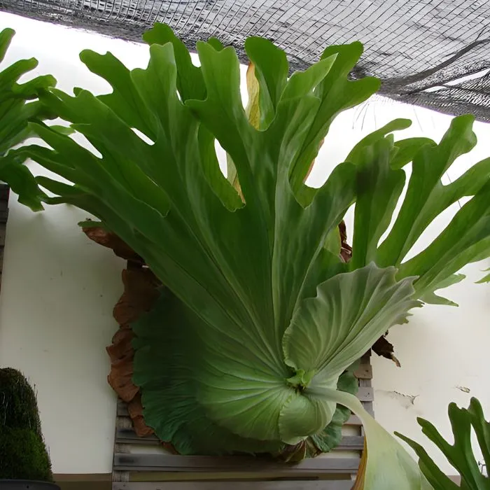 Ổ rồng cấy mô