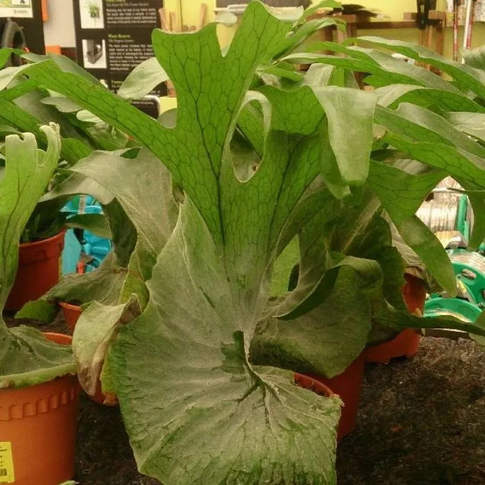 Ổ rồng cấy mô