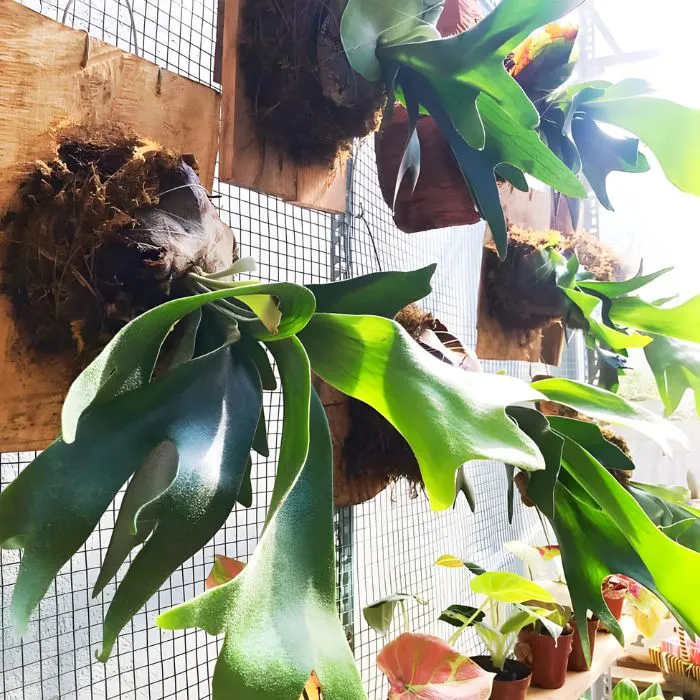 Ổ rồng cấy mô