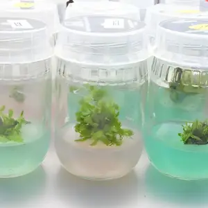 Ổ rồng cấy mô