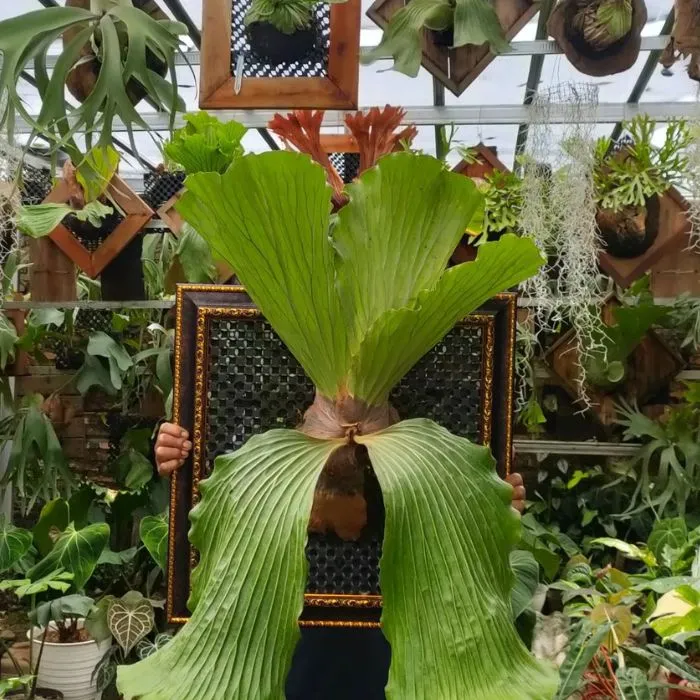 Ổ rồng cấy mô