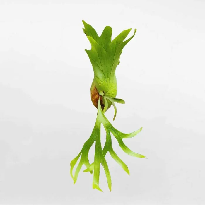 Ổ Rồng Cấy Mô