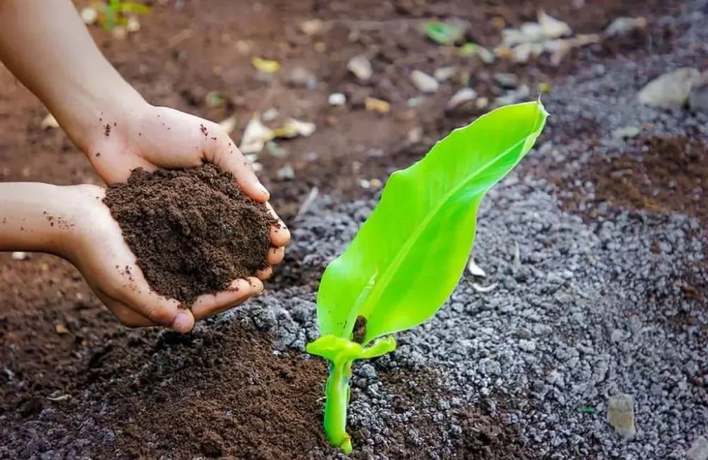 phân bón cho cây chuối sau trồng