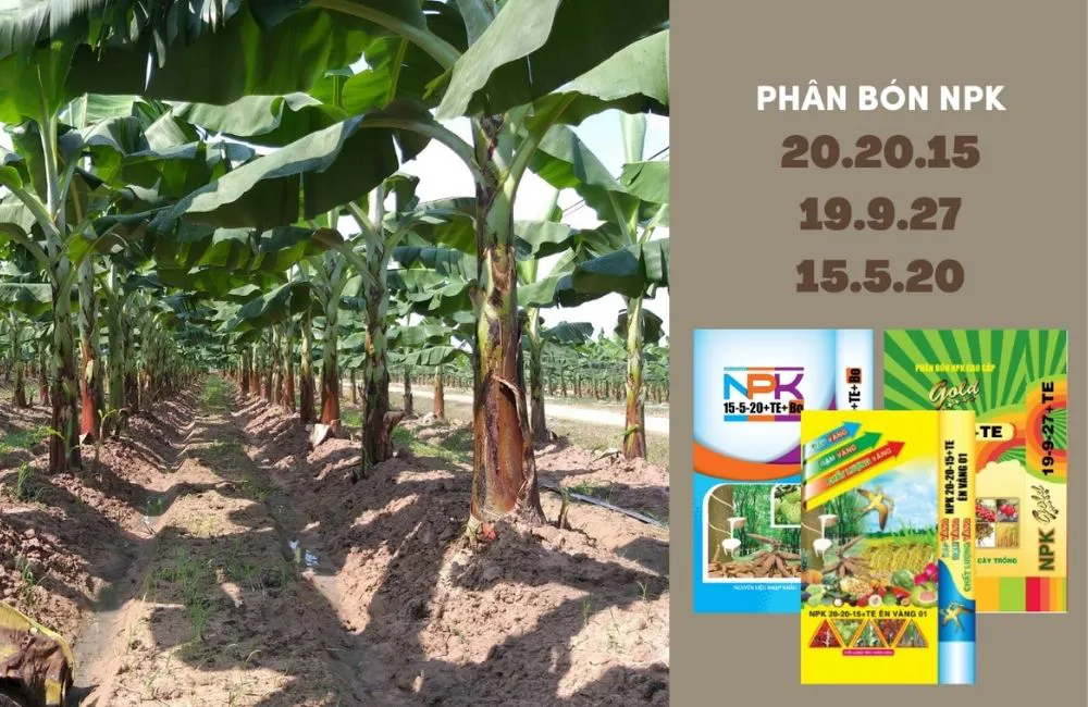 bón phân NPK cho chuối