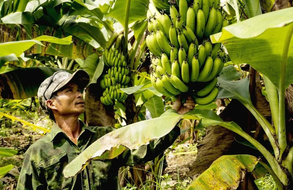 phân bón cho cây chuối