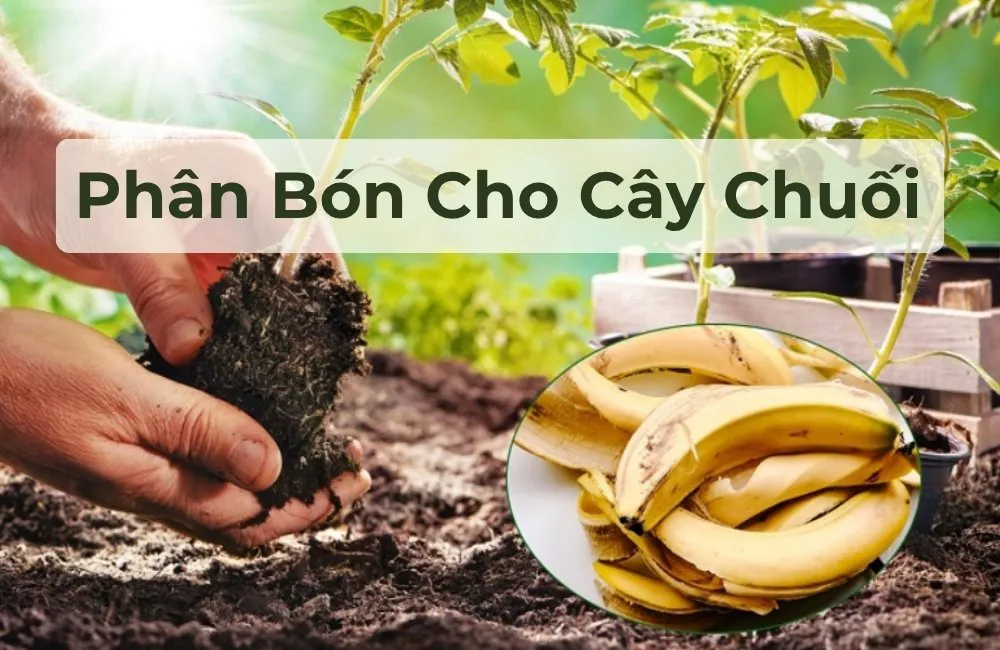 phân bón cho cây chuối