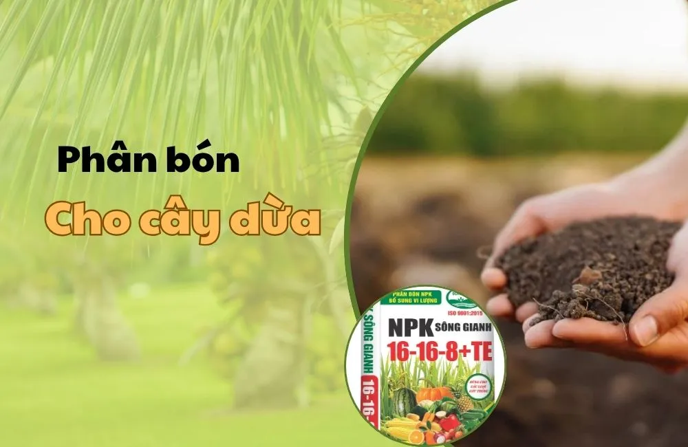 Phân bón cho dừa sáp