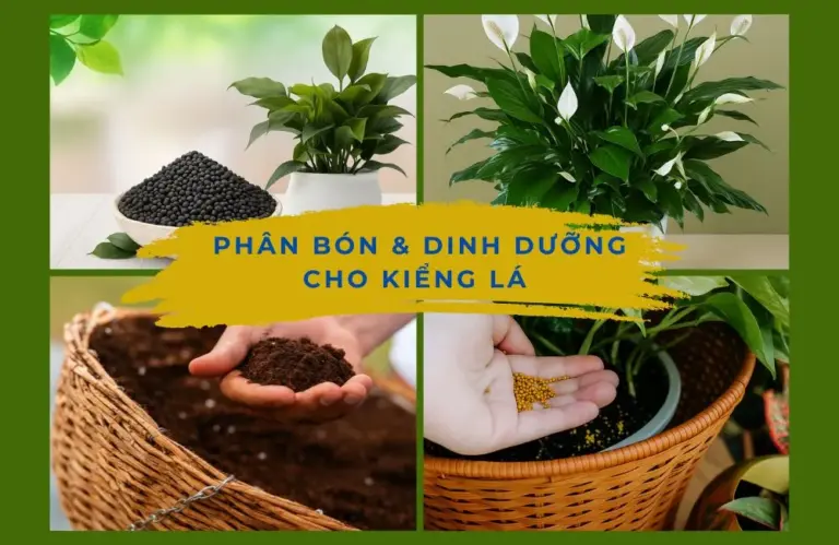 Cách chọn và sử dụng phân bón và dinh dưỡng cho kiểng lá hiệu quả, an toàn