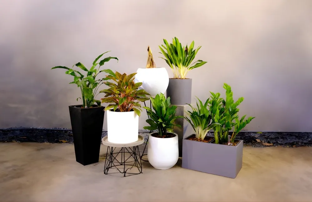 dáng chậu cây hợp mệnh