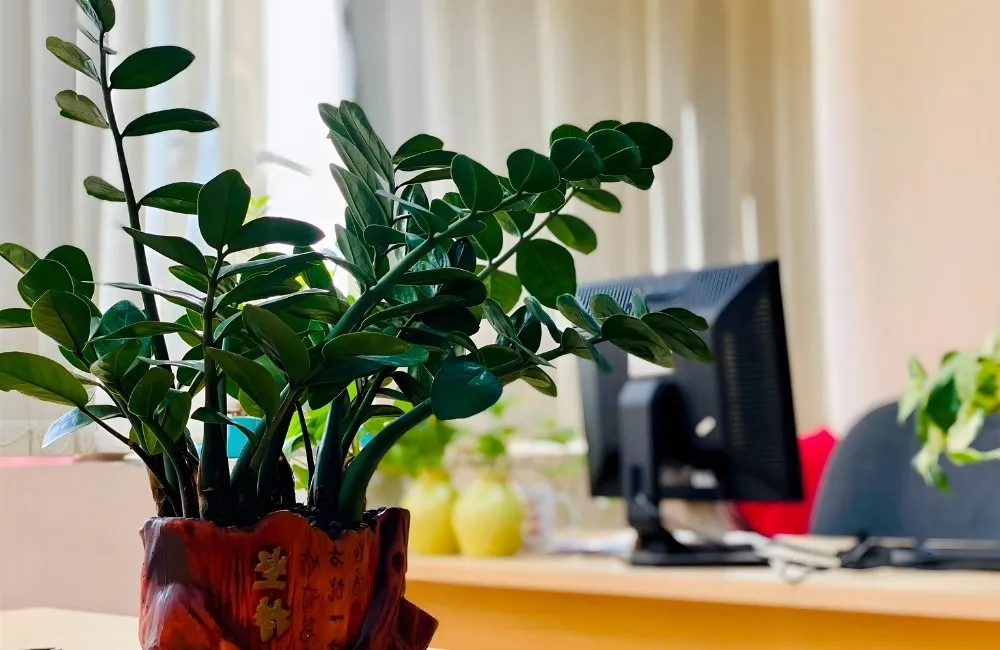 đặt chậu cây hợp hướng