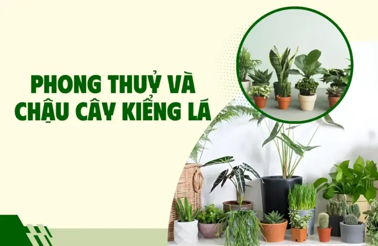 Phong thuỷ và chậu cây kiểng lá thu hút năng lượng tích cực