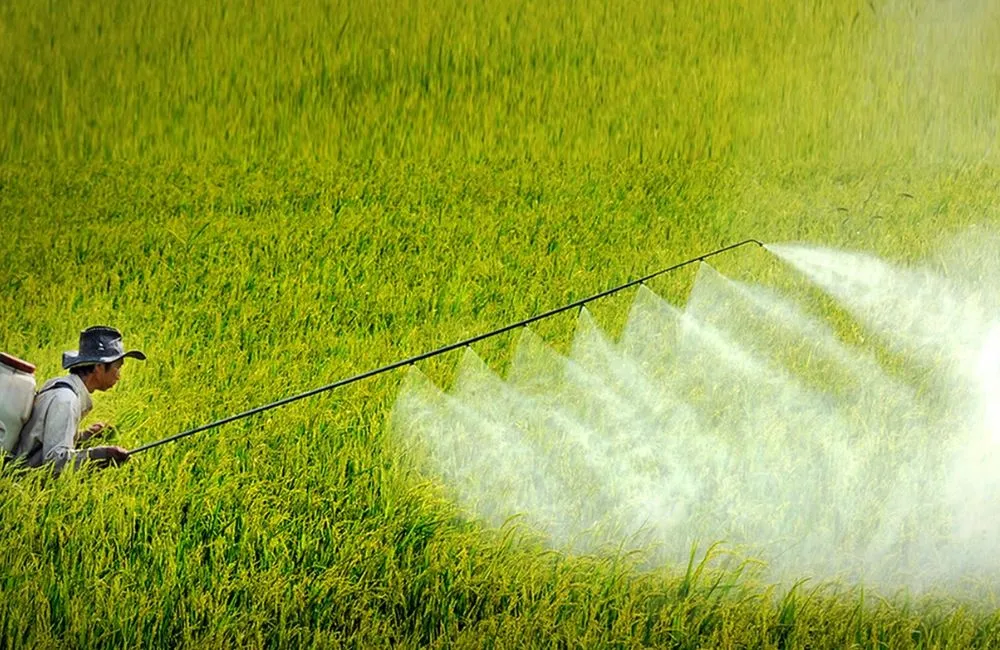 Cây giống kém chất lượng ảnh hưởng tới môi trường