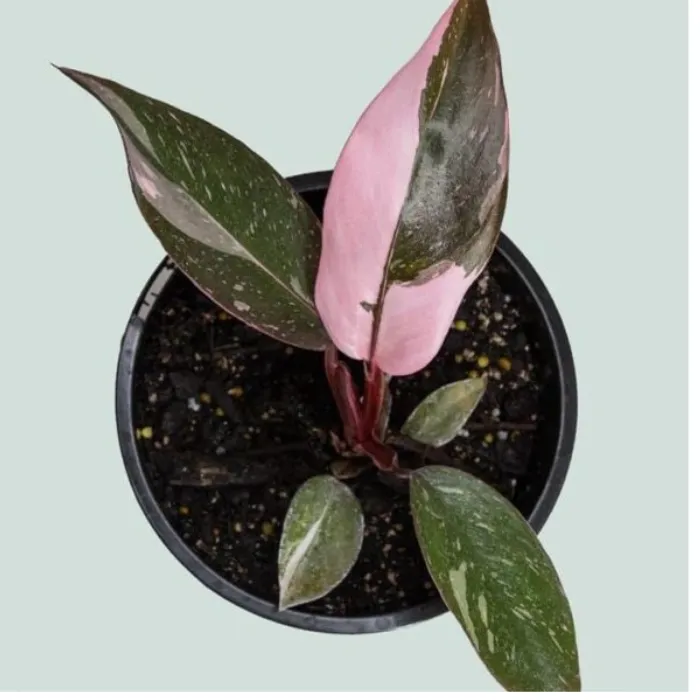 Pink cấy mô tại Vigen