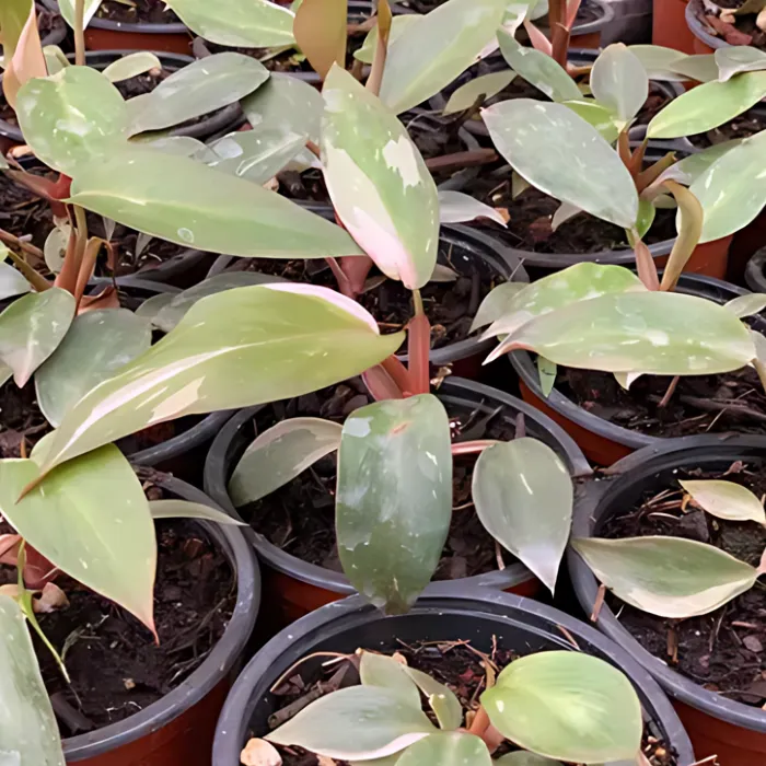 Pink cấy mô tại Vigen