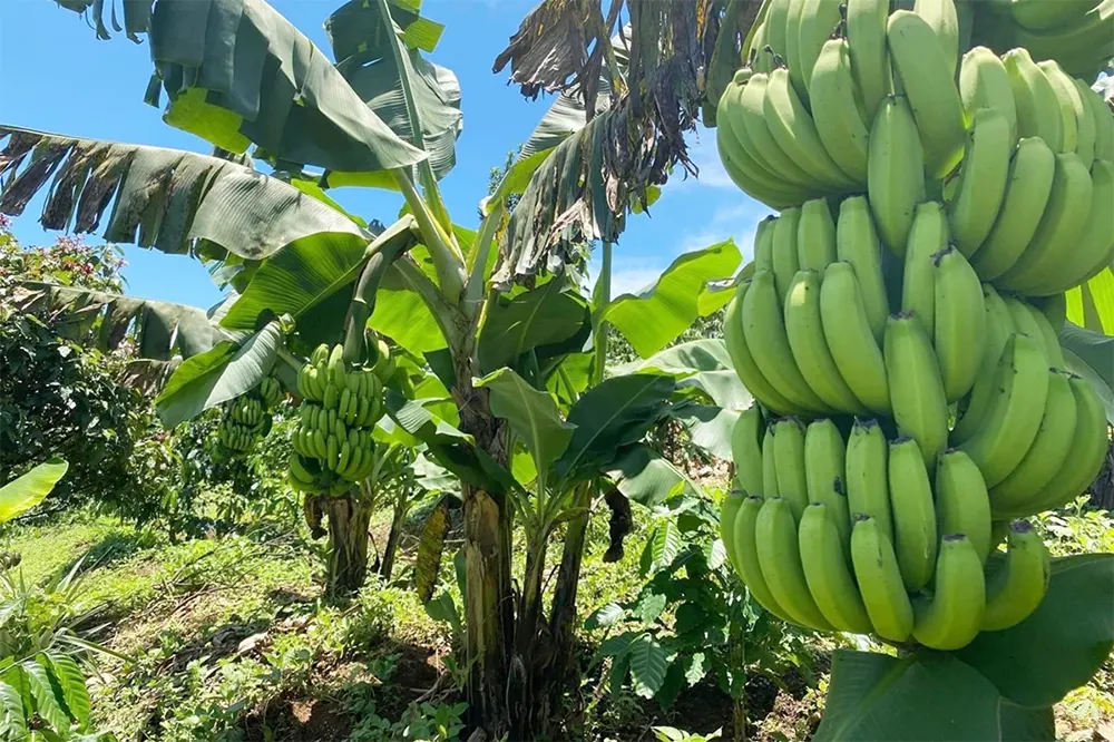 Quản lý dịch bệnh chuối cấy mô giúp tăng lợi nhuận trồng chuối cấy mô – cây sạch bệnh, phát triển đồng đều và kháng héo rũ Panama, virus BBTV